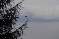 Nucifraga caryocatactes