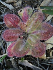 Drosera collina