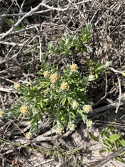 Helichrysum revolutum