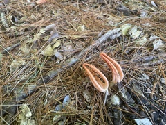 Pseudocolus fusiformis