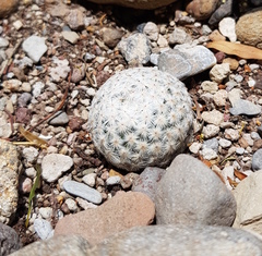 Mammillaria herrerae