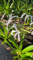 Crinum americanum