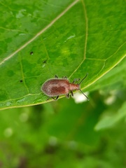 Lagriinae