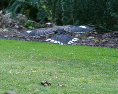 Strepera versicolor arguta