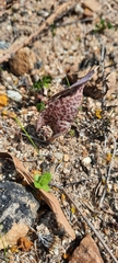 Lachenalia punctata
