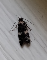 Oegoconia novimundi