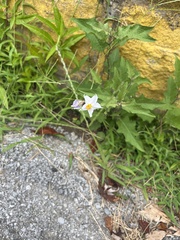 Solanum carolinense