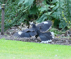 Strepera versicolor arguta