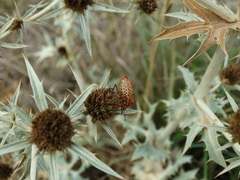 Graphosoma semipunctatum