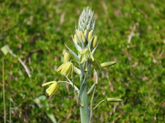 Albuca canadensis
