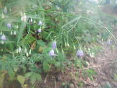 Campanula divaricata