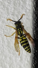 Polistes