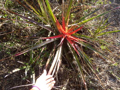 Bromelia serra