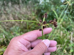 Scirpus hattorianus