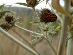 Graphosoma semipunctatum