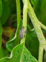 Sternuchopsis waltoni