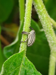 Sternuchopsis waltoni