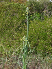 Albuca canadensis