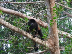 Alouatta palliata