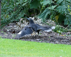 Strepera versicolor arguta
