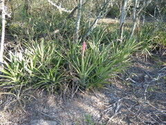 Aechmea distichantha