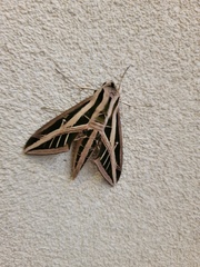 Eumorpha fasciatus