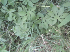 Ipomoea pes-tigridis