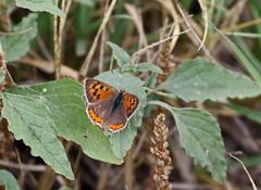 Lycaena phlaeas