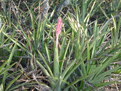 Aechmea distichantha