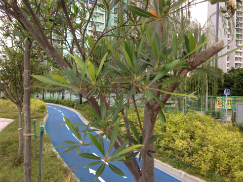 Elaeocarpus hainanensis