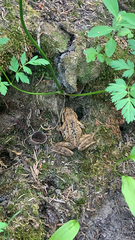 Rana cascadae