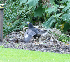 Strepera versicolor arguta