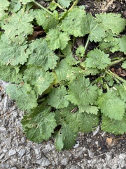 Heuchera parviflora