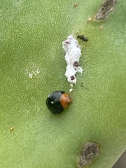 Exochomus nigripennis