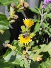 Megachile amparo