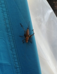 Eupholidoptera megastyla