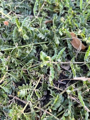 Tribulus terrestris