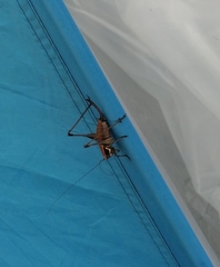 Eupholidoptera megastyla