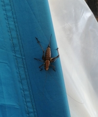 Eupholidoptera megastyla