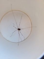 Leiobunum