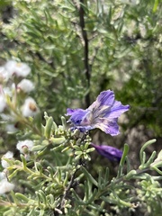 Gladiolus carinatus