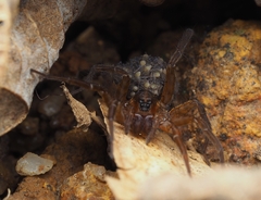 Lycosidae