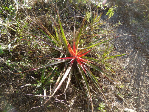 Image of Bromelia serra by (c) María Zeta, some rights reserved (CC BY)