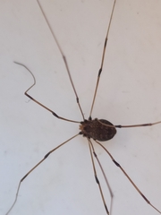 Leiobunum