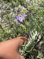 Gladiolus carinatus