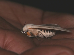 Creatonotos transiens