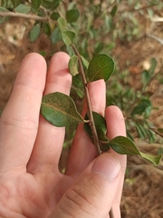 Rhamnus
