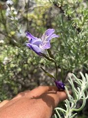 Gladiolus carinatus
