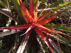 Bromelia serra