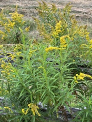 Solidago canadensis
